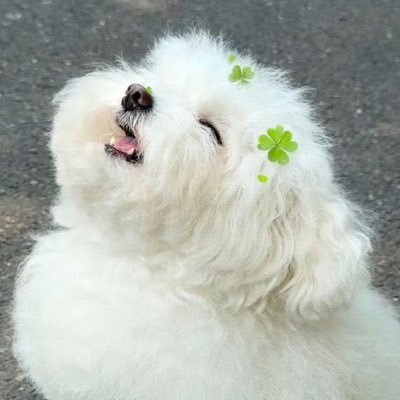 luk_is_always's profile picture. 동에번쩍 서에번쩍 행길동과 엔플라잉