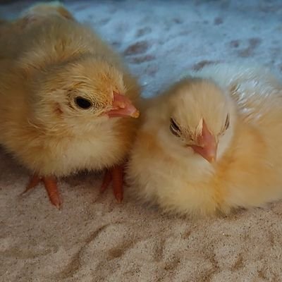 EiODQbPz2H6770's profile picture. 妻は子供を風呂に落としたり、沈めたりした。
夜泣きがある時は叩いた。
なのに、別居している妻が子供と暮らしている。
これが、裁判所と警察と児童相談所の判断。

相手の弁護士と妻は許せない。
#IMS
#パブリック
#虐待
#別居
#婚姻費用