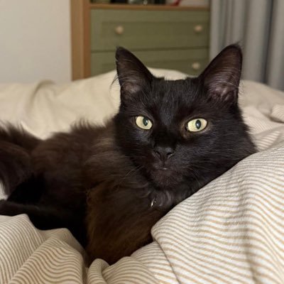 SJComBERT's profile picture. ml stuff @ kraken. long time listener, first time caller