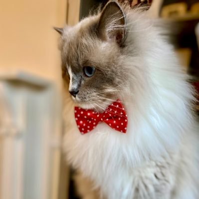 Follow us for daily cuteness, fluffy adventures, and all things ragdoll related!