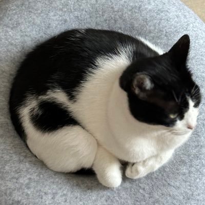 Saiwhereisfood's profile picture. Minecraft&art&designer side account cause why not//welcome aboard to the RT train