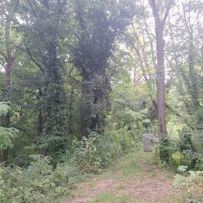 Stephane77700's profile picture. 