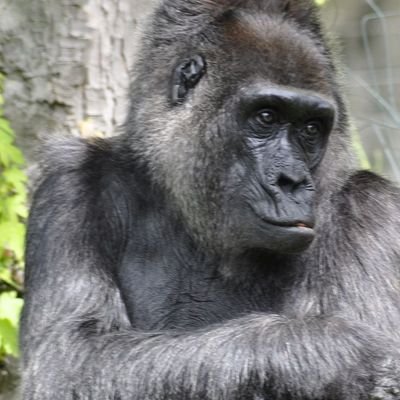 I am The coolest kong Love Primatse And uh Yeah Chill 16