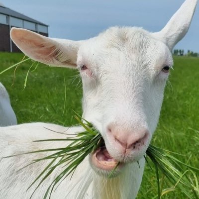 halffeban's profile picture. 피의카디연맹단원 124