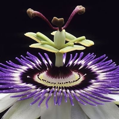 terfilda's profile picture. 💜🤍💚