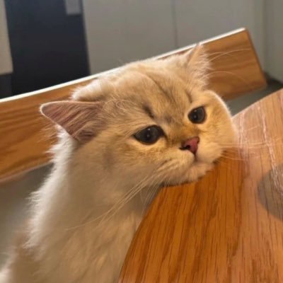 bbippia's profile picture. 구독계