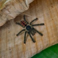 Moute David (5ème compte) (@moutedavid973) 's Twitter Profile