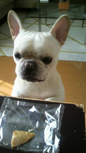 gomaranger's profile picture. 福島市在住。スモールマウス釣りが大好きな中年太りまっしぐらのコヤジです！！ホームレイクは桧原湖＆曽原湖。愛犬はいつもブヒブヒ言ってるフレンチブルドッグです(^_^)/