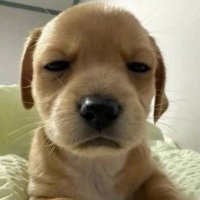 Anh da đen. (@sungkakashi) 's Twitter Profile
