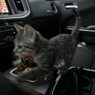 dguicee's profile picture. chasing happiness … fr