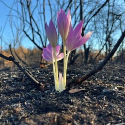 Sevil1Sevil's profile picture. Ve eğer biz yoksak... nasıl kaybolabiliriz.