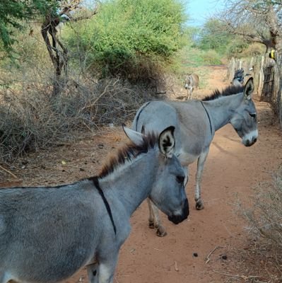 Ivia_Itune's profile picture. Donkey Wellness Ambassador.