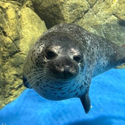 kknprtm's profile picture. あざらしが好きです🦭❤️