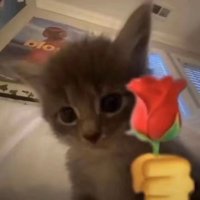 Savonneux (@soapnied) 's Twitter Profile