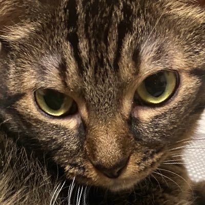 難しく考えず好きなものごと、表裏なく良さそうな色々ごとにいいね👍をつけている中年男です。泣かずに馬謖も斬るタイプです。血中関西人濃度高め。小売接客商い稼業の雇われです。4🐈⬛🐈⬛🐈🐈と生きていく。丁寧に雑多な生活を心がけていきましょう。98%フォロバer