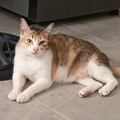 roseescr's profile picture. 