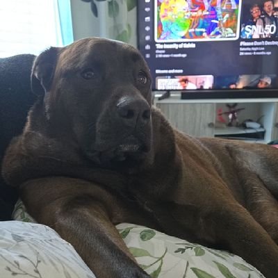 SwaggyFr33's profile picture. 