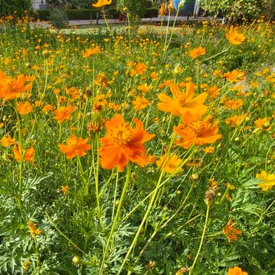 taxnerd2400's profile picture. Tax and Accounting nerd🤓 with sarcasm.
🇮🇳