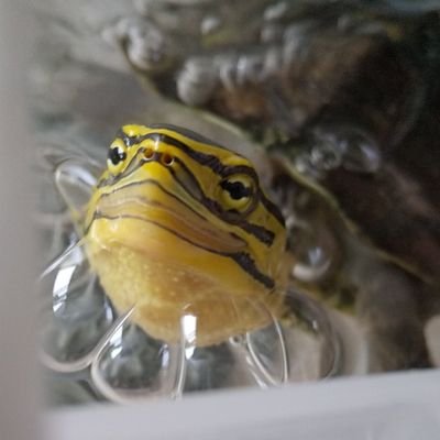 富士の麓でカメ等を飼育する猫の召使い。カメ歴20年目、ヤモリ歴9年目、イチジク歴13年目、ハオルシア歴12年目の見習いガーデナー、コリドラス6年目の新人アクアリスト。DMは基本無視。
アンボイナハコガメ、ノコヘリマルガメ、ホオジロクロガメ推し
https://t.co/Wn8pQs2k2O