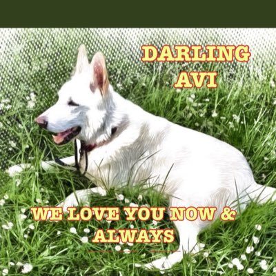 I’m Lizzie Living my best life in my Furever Home❤️Captain in #ZSHQ 🫡, #TheRuffRiderz #CartersRuffCuties Past #PODT Sharing Adventures & Friendship BD 8/19 🌺