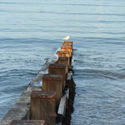 TomReeceBell's profile picture. My full identity is hidden for fear of being berated by the enemies, e.g. the wild left liberal.