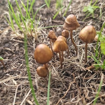 sjjohns211's profile picture. I am not a robot. intj female.