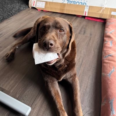 I'm a 12 year old chocolate lab, love my mum & dad, food, shoes, oven gloves and mischief, not in that order. Proud member of Team Handsome and the UBB.