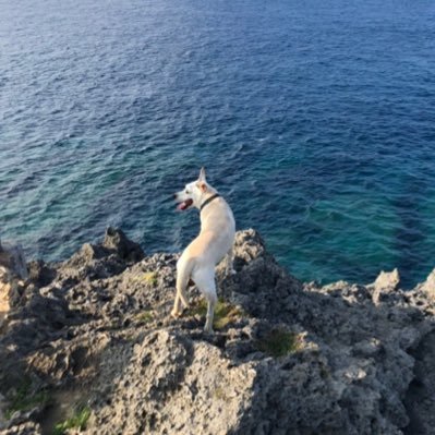 piderott013's profile picture. 活動再開してます！！！