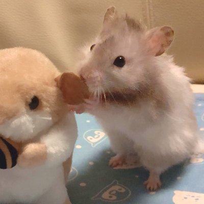 春夏冬さんのプロフィール画像