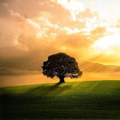 Mucade1e's profile picture. 