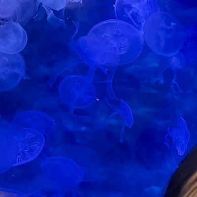 FnfuwaqIelpjgvu's profile picture. 好きな色は青🟦保守党ブルー🚙日本を豊かに、強くしたいだけの30代2児の父👱‍♂️特別党員1550XX🎌日本保守党が数年で与党になり、日本が再び豊かに強くなると信じて応援し続けます！🇯🇵🌊🗻