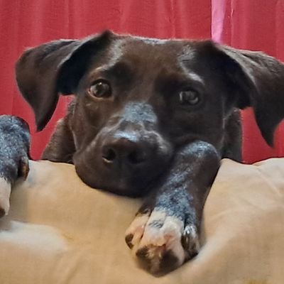 0ddFloofLoo's profile picture. woof