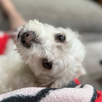 lvuteMoir's profile picture. #Utes #NEZ!! #VegasBorn #Boomer #Grandpa #Scot "Those who mind, don’t matter. Those who matter, don’t mind" #Humankind - be both. https://t.co/k1zhIxAKTi