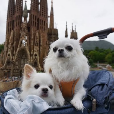 🏔️ビーチ🏖️と山が大好きです。🌹庭園や美しい花など、自然のある場所も大好きです。温泉♨️も最高です👋フォローありがとうございます。# ありがとうございます💝