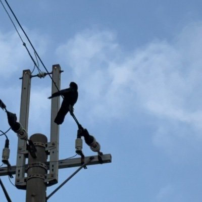 iru_f12's profile picture. お絵描き練習中