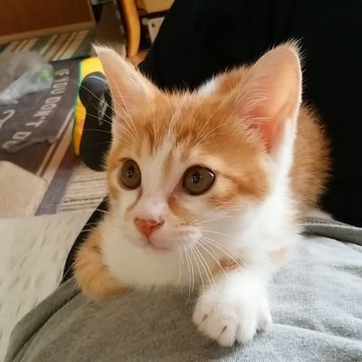 CHEVY5337's profile picture. 2019年3月14日生まれ白茶の男の子
DM、エロ、求人はお断り。無言フォロー失礼します