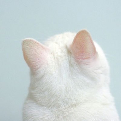 cxxkiecutter's profile picture. เปิดแอคใหม่ไว้ลงงานเขียนคับบ