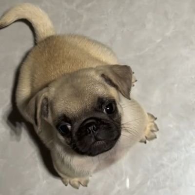 baixihuajia's profile picture. 专注街拍