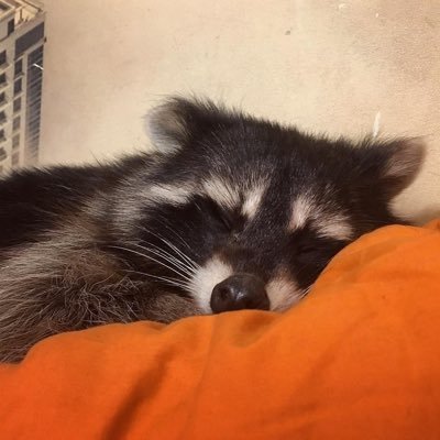 twitch streamer • 📨: simplynemu@gmail.com • prev @FLUFFYAIMERS @SkylineGG_