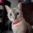 AnabelRingRing's profile image