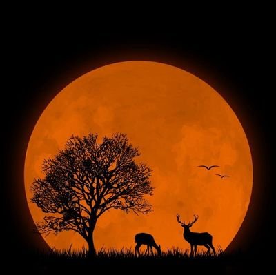 novi_baron's profile picture. 