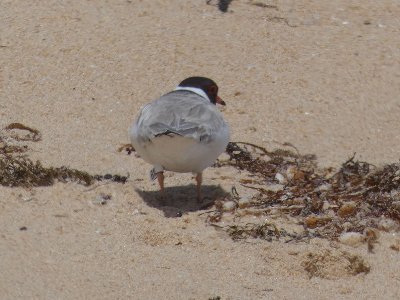 BlumeSteve74749's profile picture. Likes the natural world, especially shorebirds.
Used to back the odd nag here and there.