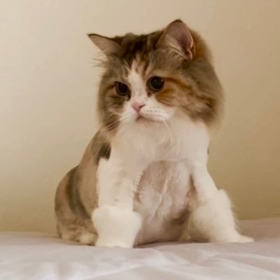love_calvados's profile picture. iconは愛猫ラミー🐱サイベリアン♀（22.1.24生） 俳優の古川雄輝さんを応援しています。オンラインサロン参加中