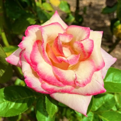 植物や動物、花が好きです。1枚以外は全部自分で撮った写真です。無言フォロー失礼致します。 ブログやってます。https://t.co/JAKR5jrLMy