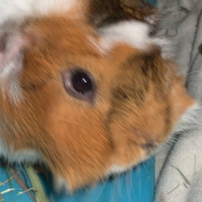 Hermitplayz7's profile picture. 