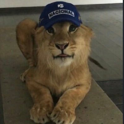 H3avyPetting's profile picture. 