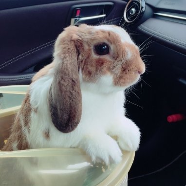 chsio_'s profile picture. NEWS 🌺🐱🐰 Aぇ! group🎹🎸🎤🎷🥁 +関西担
エレクトーン歴9年、ユーフォ歴3年音楽オタク
釜石生まれ、仙台育ち、関西在住
3.11で大切な友人目前で失い以来メンタル不安定(PTSD)
自分を理解してくれる友人と出会い念願の個人事業主になり夢叶った(特殊職)
ポスト夜中多め