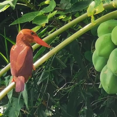 CuentaSyarousi's profile picture. 2026年社労士試験合格を成し遂げる🌸
R6→択一健保2点　R7→択一雇用2点で撃沈