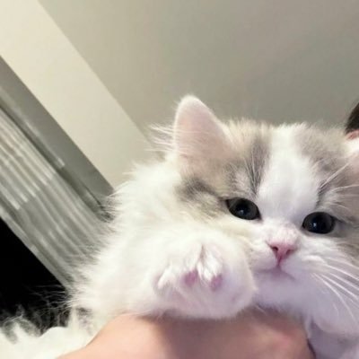 Hello_Ponyyy's profile picture. 20 ↑ | she/her |