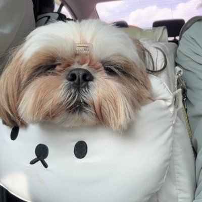Neal_Liu223's profile picture. 